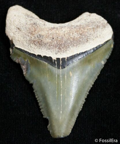 Inch Bone Valley Megalodon Tooth - Serrated #2437
